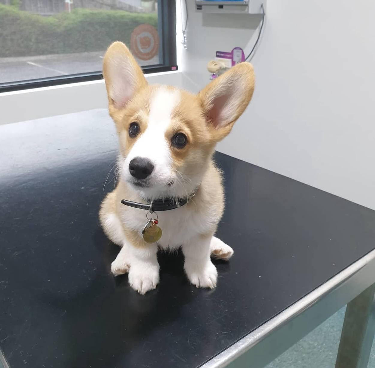 Finn the Welsh Corgi